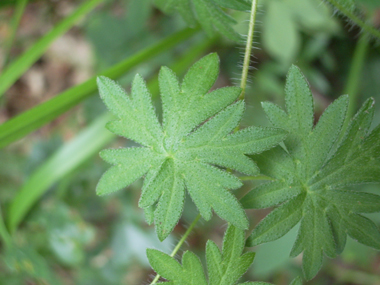 Feuilles à 6 ou 7 lobes très découpés. Agrandir dans une nouvelle fenêtre (ou onglet)